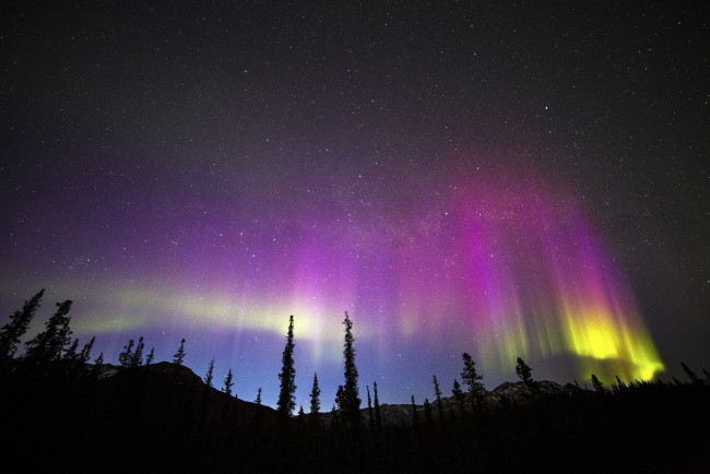 Обои картинки фото природа, северное сияние, звёзды, розово-жёлтое, ночь, северное, сияние, небо, ели, деревья, лес