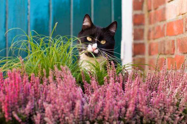 Обои картинки фото животные, коты, цветы, чёрно-белая, трава, киса