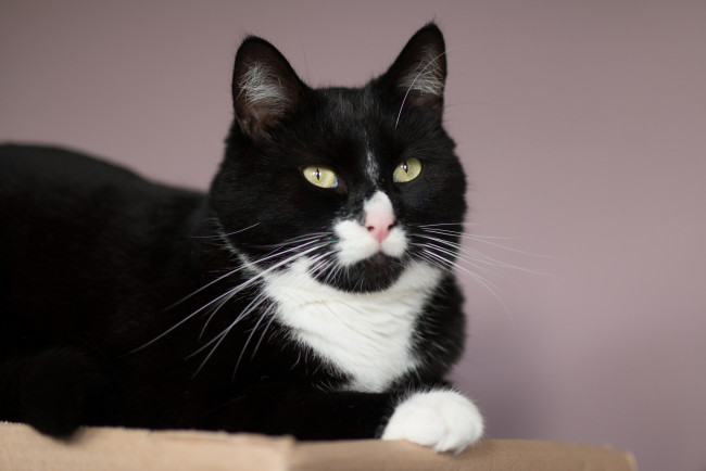 Обои картинки фото животные, коты, киса, чёрно-белая, фон