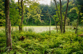 Картинка природа реки озера река лес