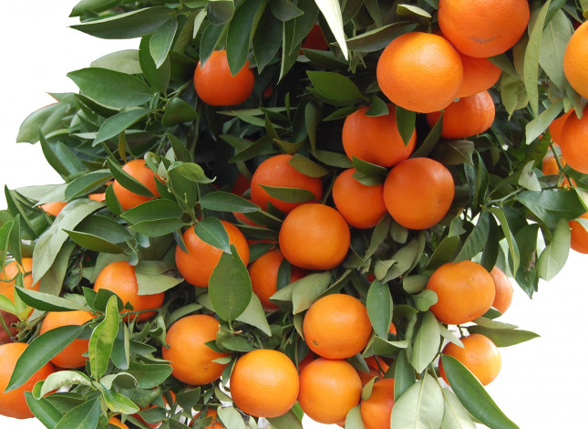 Обои картинки фото мандарины, природа, плоды