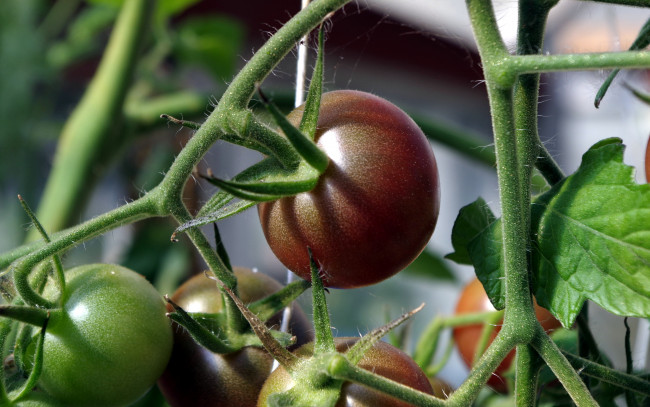 Обои картинки фото природа, плоды, помидоры, томаты