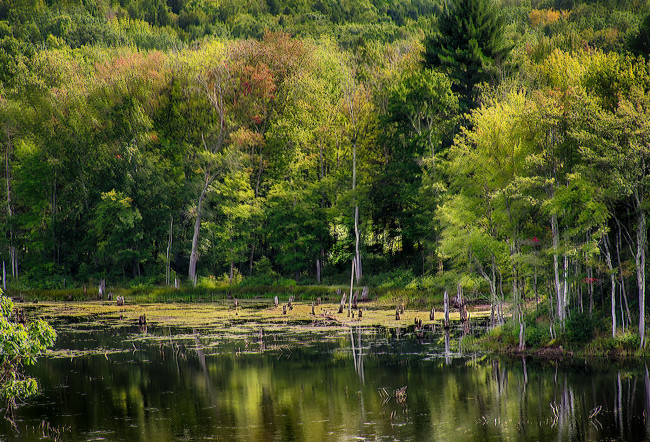 Обои картинки фото природа, реки, озера, река, лес