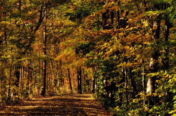 Картинка природа дороги осень