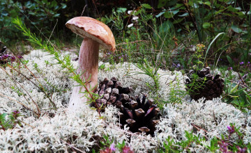 Картинка природа грибы простор