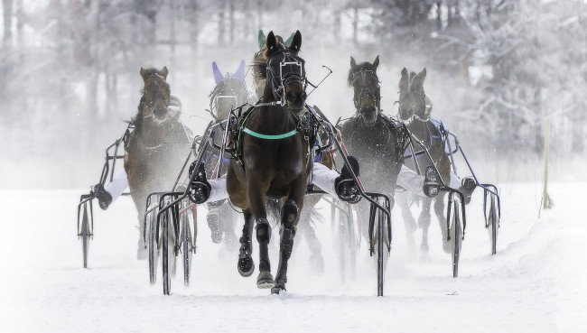 Обои картинки фото спорт, конный спорт, бега