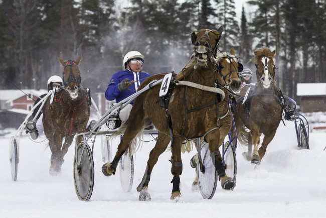 Обои картинки фото спорт, конный спорт, бега