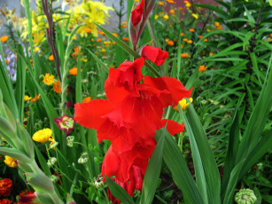 Картинка цветы гладиолусы алый гладиолус