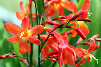 Картинка crocosmia цветы