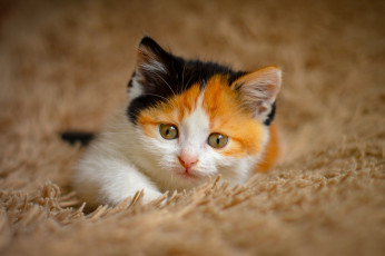 Картинка животные коты котёнок комочек шерсти няшное существо да и лучший друг человека мур мяу