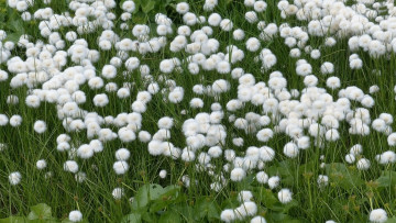 Картинка пушица+шейхцера цветы луговые+ полевые +цветы пушица шейхцера