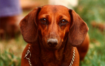 Картинка животные собаки собака такса рыжая