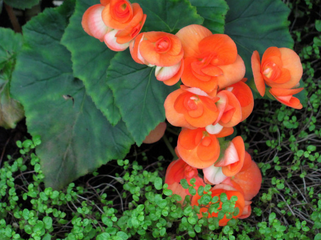 Обои картинки фото цветы, бегония, оранжевый