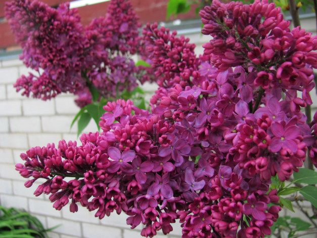 Обои картинки фото цветы, сирень, ветка, весна