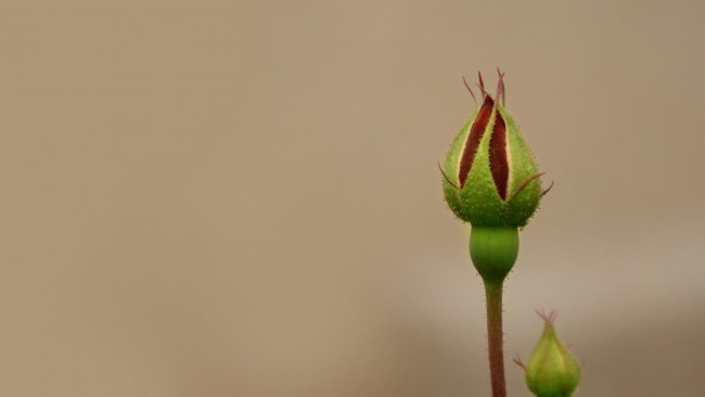 Обои картинки фото цветы, розы, бутоны