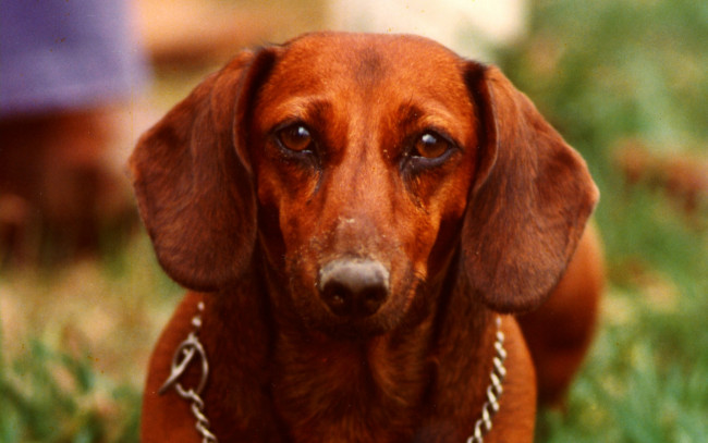 Обои картинки фото животные, собаки, собака, такса, рыжая