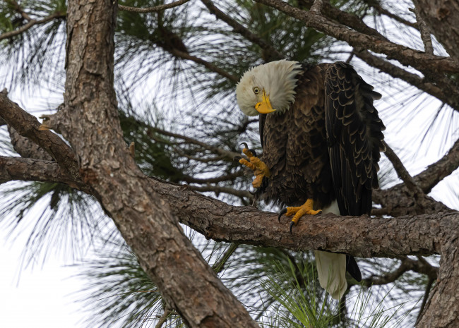 Обои картинки фото животные, - другое, взгляд, ветки, поза, дерево, птица, орел, хвоя, сосна, белоголовый, орлан