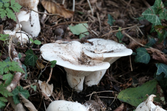 Картинка природа грибы грибная семейка