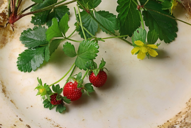 Обои картинки фото еда, клубника,  земляника, ветка, цветок