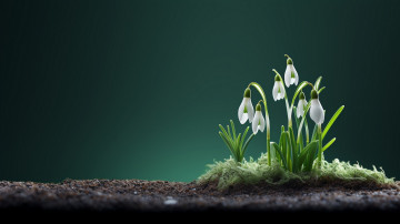 Картинка разное компьютерный+дизайн подснежники