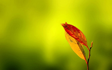 Картинка природа листья осень