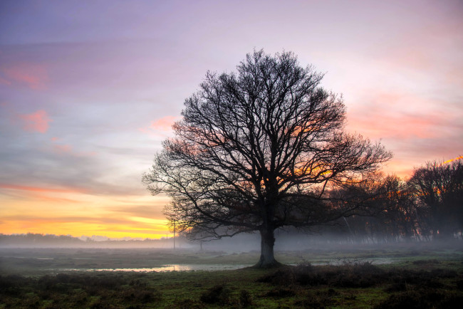 Обои картинки фото природа, деревья, восход, лужи, туман, осень