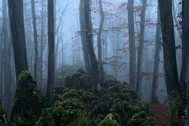 Обои картинки фото природа, лес, деревья, туман, мох, камни, осень, листья