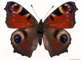 Картинка животные бабочки