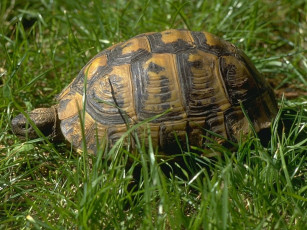 Картинка животные Черепахи