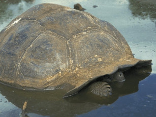 Картинка животные Черепахи