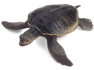 Картинка животные Черепахи