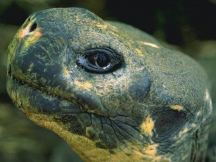 Картинка животные Черепахи