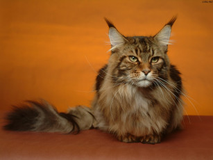 Картинка животные коты