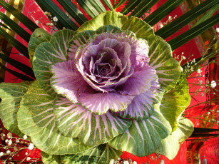 Картинка цветы декоративная капуста