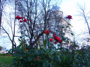 Картинка цветы розы