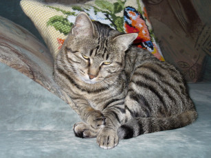 Картинка животные коты