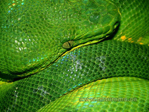 Картинка животные змеи питоны кобры