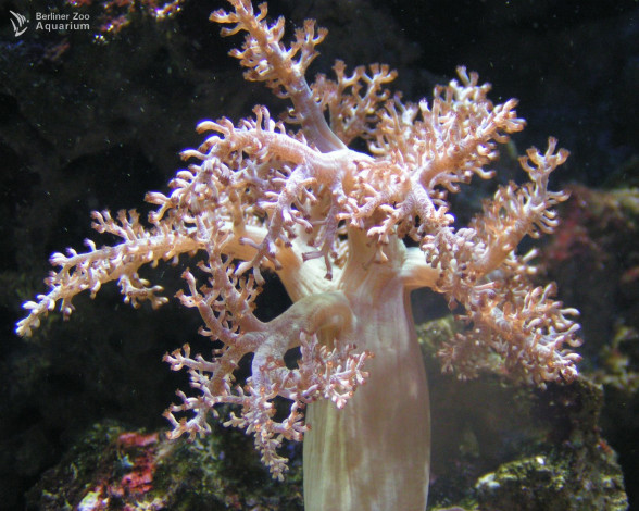 Обои картинки фото животные, морская, фауна