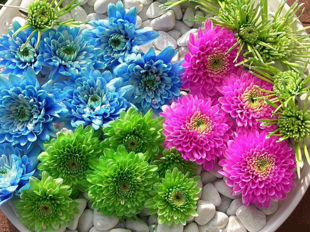 Обои картинки фото цветы, хризантемы