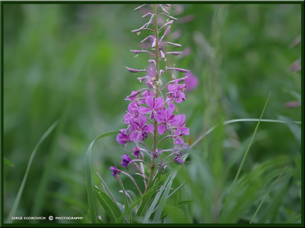 Обои картинки фото лес122, цветы, луговые, полевые
