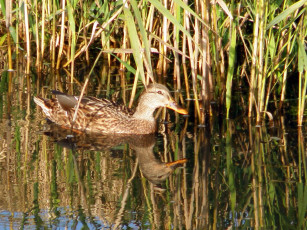 Картинка животные утки