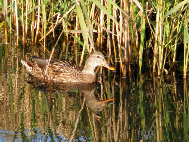 Обои картинки фото животные, утки