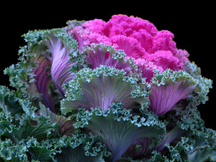 Картинка цветы декоративная капуста