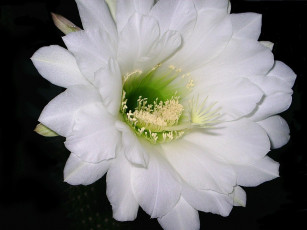 Картинка цветы кактусы