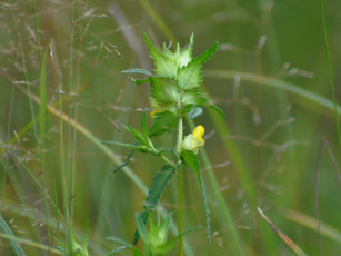 Картинка цветы луговые полевые