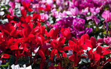 Картинка цветы цикламены