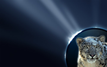 Картинка животные снежный барс ирбис