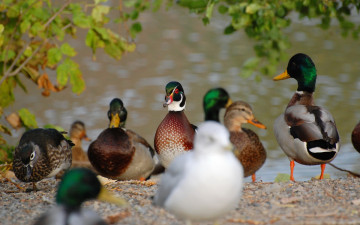 Картинка животные утки