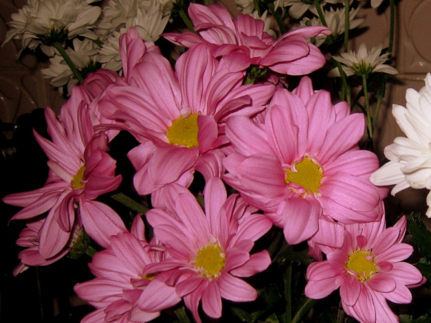 Обои картинки фото цветы, хризантемы