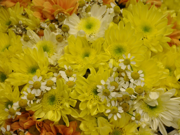 Обои картинки фото цветы, разные, вместе